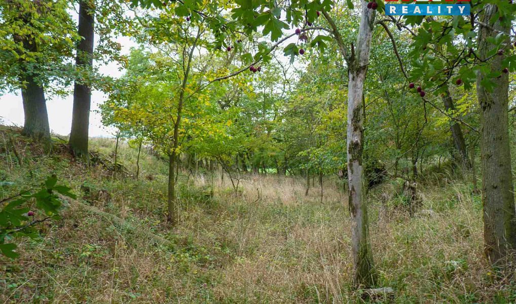 Prodej lesa 675 m², Dolní Habartice – náhled fotky 3