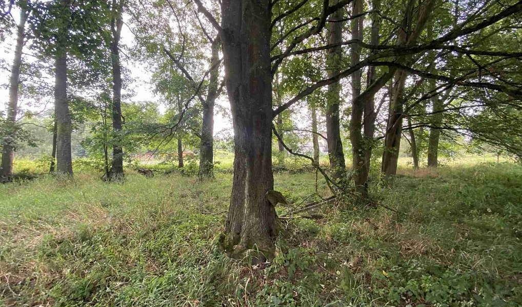 Prodej pole 2 776 m², Tachov – náhled fotky 3