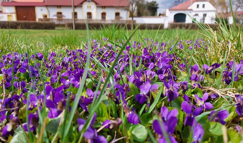Prodej domu 400 m² s pozemkem 4 700 m², Golčův Jeníkov – náhled fotky 45