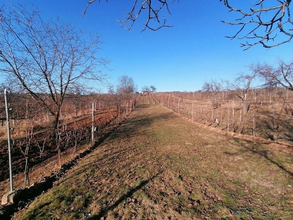 Prodej pole 2 596 m² – fotografie 4