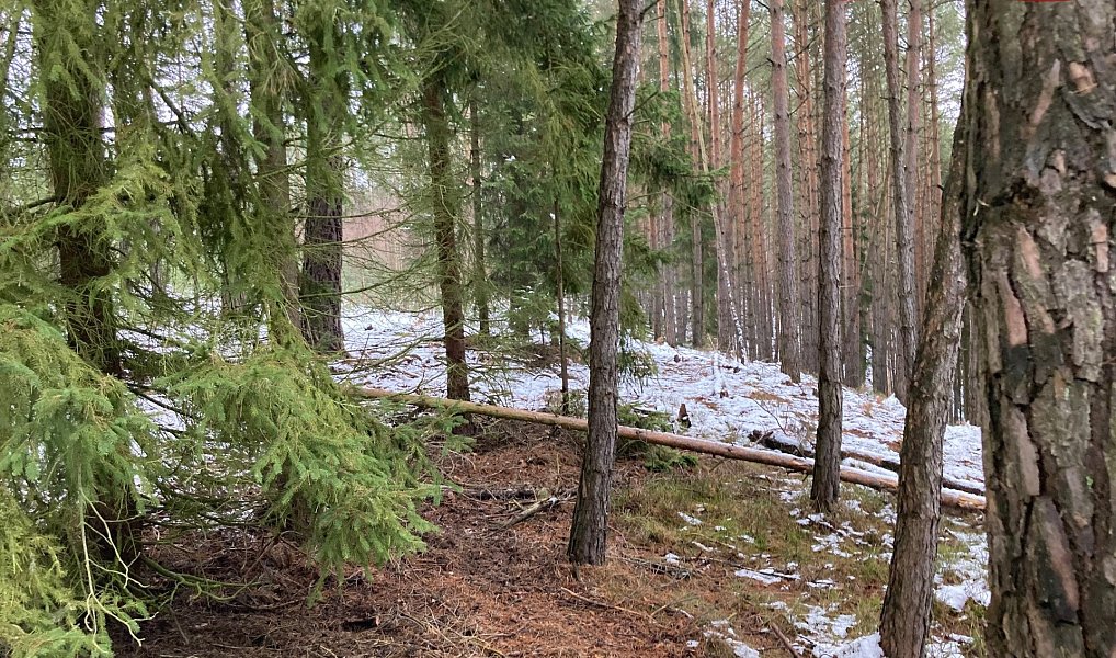Prodej lesa 162 122 m², Plužná – náhled fotky 6