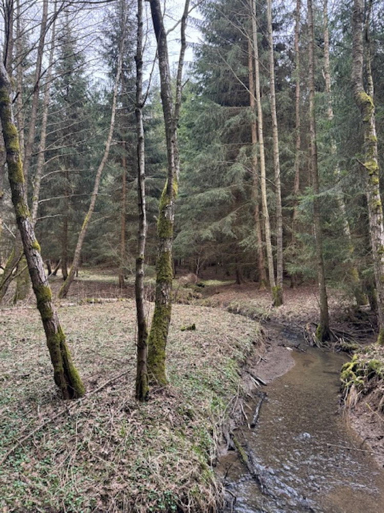 Prodej lesa 34 704 m² – další