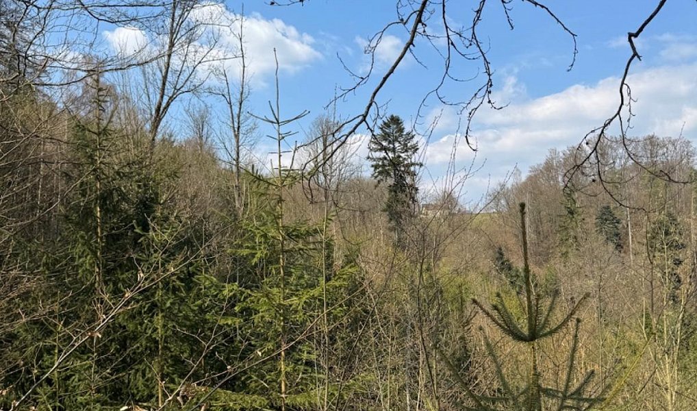 Prodej lesa 11 060 m², Záhoří – náhled fotky 3