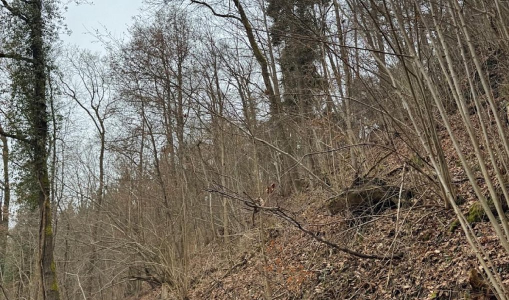 Prodej lesa 2 337 m², Zlatá Koruna – náhled fotky 5