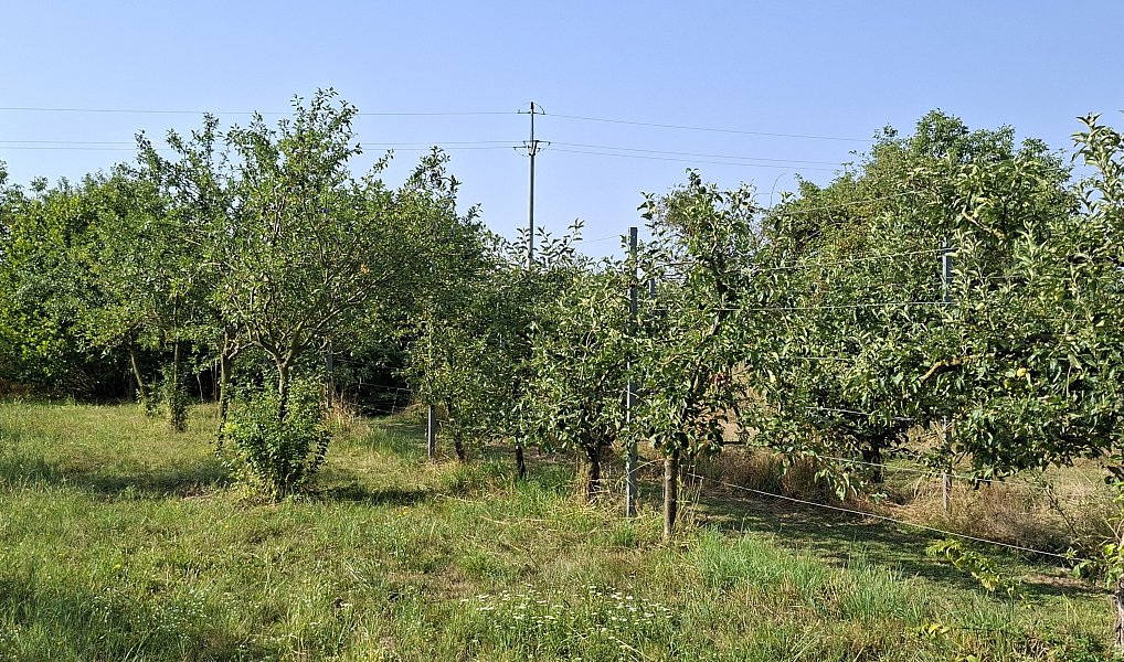 Prodej zahrady 894 m², Troubky – náhled fotky 5