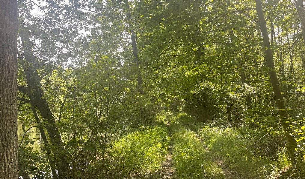 Prodej vodní plochy 130 000 m², Chlum u Třeboně – náhled fotky 6