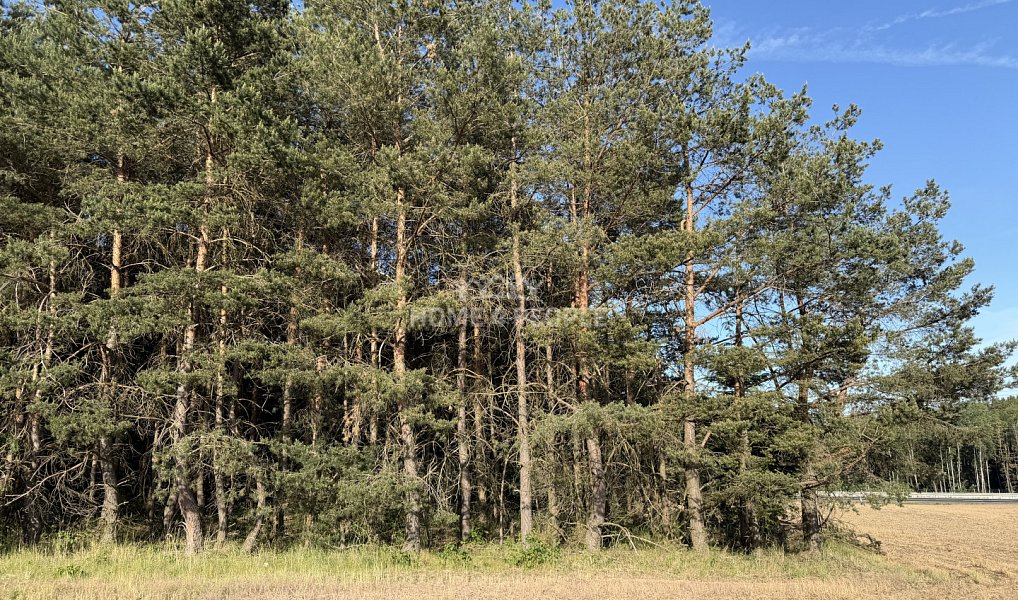 Prodej lesa 4 000 m², Háje – náhled fotky 3