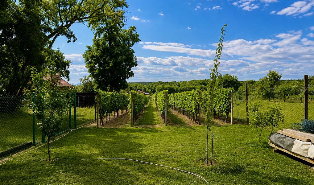 Prodej zahrady 1 560 m², Břeclav – náhled fotky 9