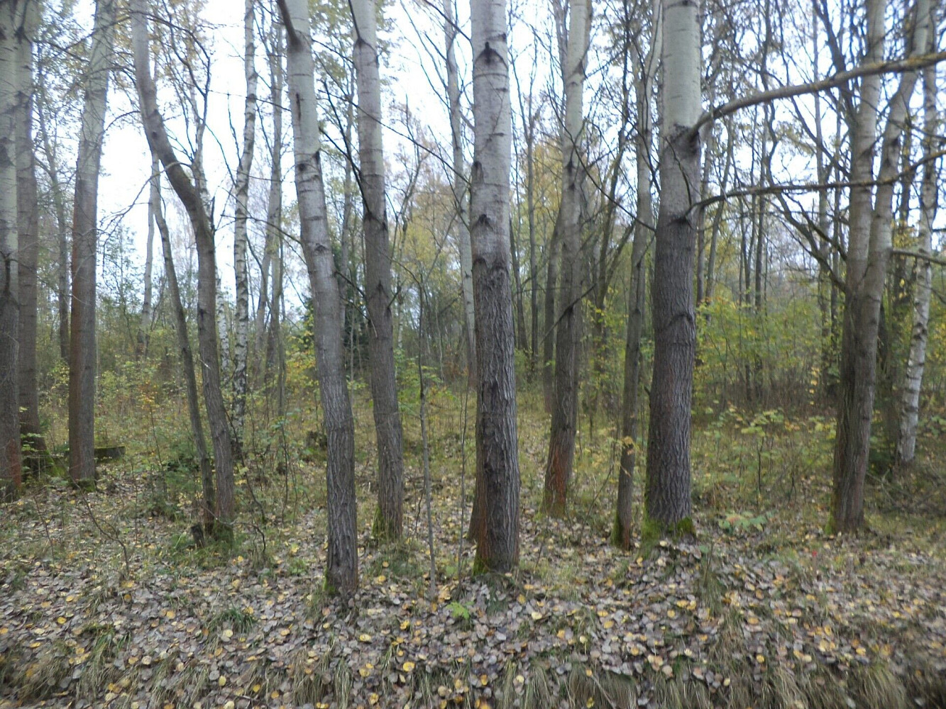 Prodej stavebního pozemku 2 388 m² – fotografie 2