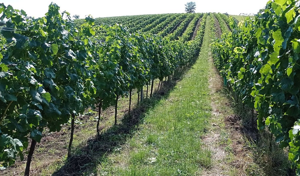 Prodej pozemku 90 769 m², Dolní Dunajovice – náhled fotky 3