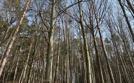 Prodej lesa 36 947 m², Bohutín - Bučovice