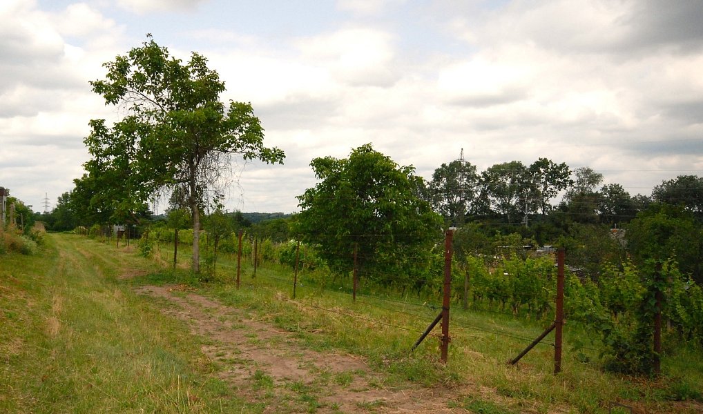 Prodej stavebního pozemku 1 992 m², Lednice – náhled fotky 6
