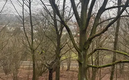 Prodej lesa 36 788 m², Dolní Habartice, okres Děčín