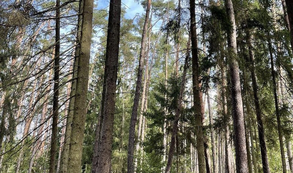 Prodej pozemku 3 510 m², Drahov – náhled fotky 4