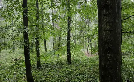 Prodej lesa 1 292 m², Pustiměř - Horní Bříza