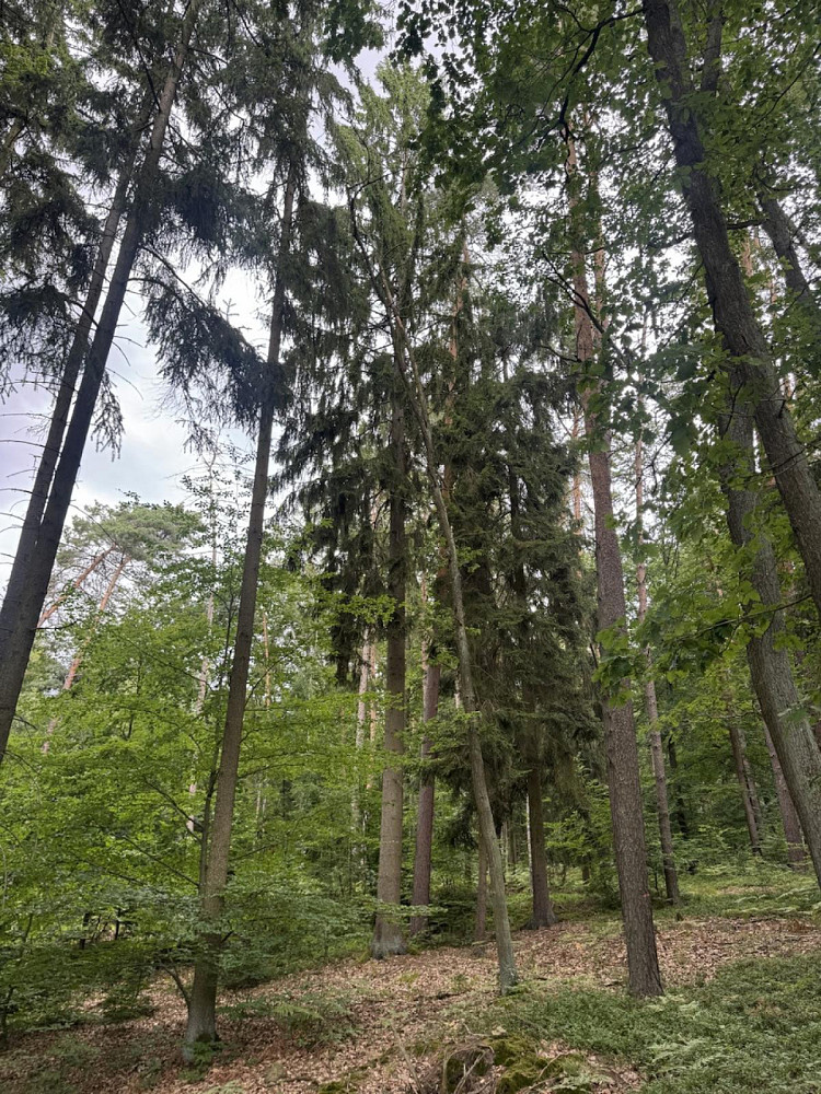 Prodej lesa 9 837 m² – fotografie 4