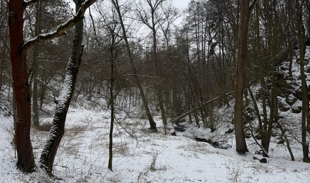 Prodej lesa 20 326 m², Chotiměř – náhled fotky 9