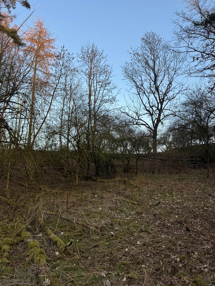 Prodej lesa 8 197 m² — photo 3