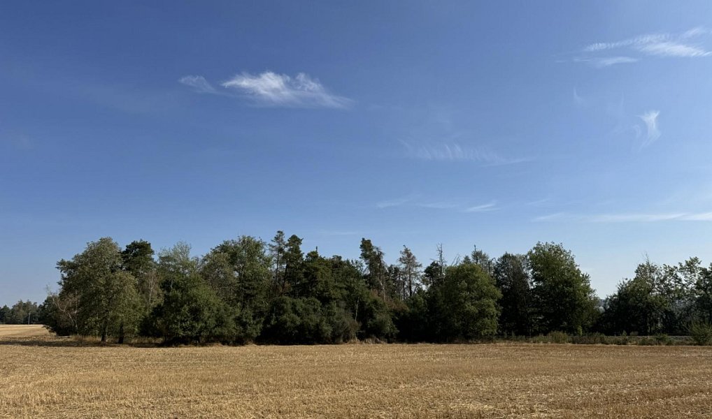 Prodej lesa 3 660 m², Sedlec – náhled fotky 5