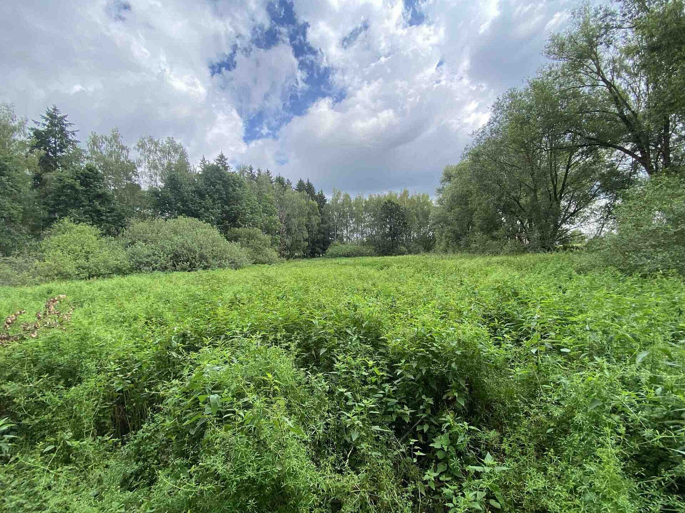 Prodej louky 6 751 m²