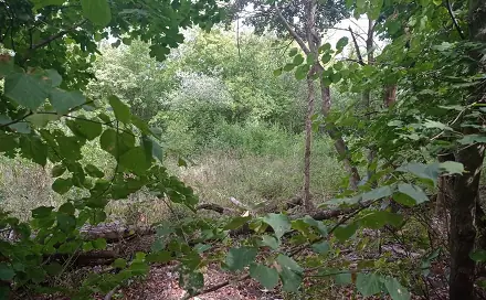 Prodej louky 5 680 m², Lednice - Nejdek, okres Břeclav