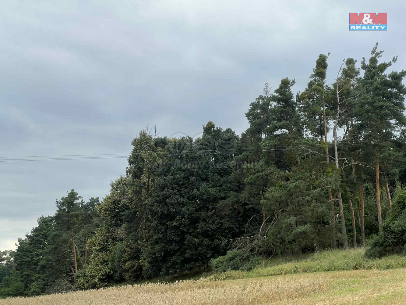 Prodej lesa 4 321 m² – fotografie 2