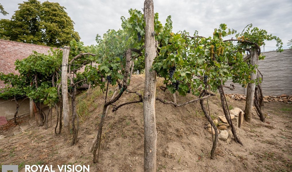Habánský sklep v Březí historie, vinařská tradice a jedinečný potenciál, Březí – náhled fotky 31