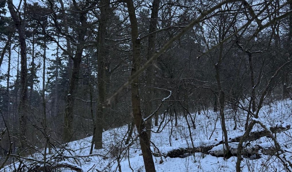 Prodej lesa 11 441 m², Holubice – náhled fotky 2