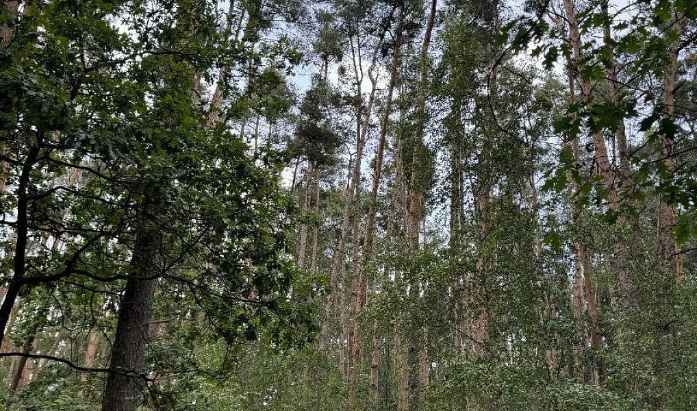 Prodej lesa 2 081 m², Přelouč – náhled fotky 6