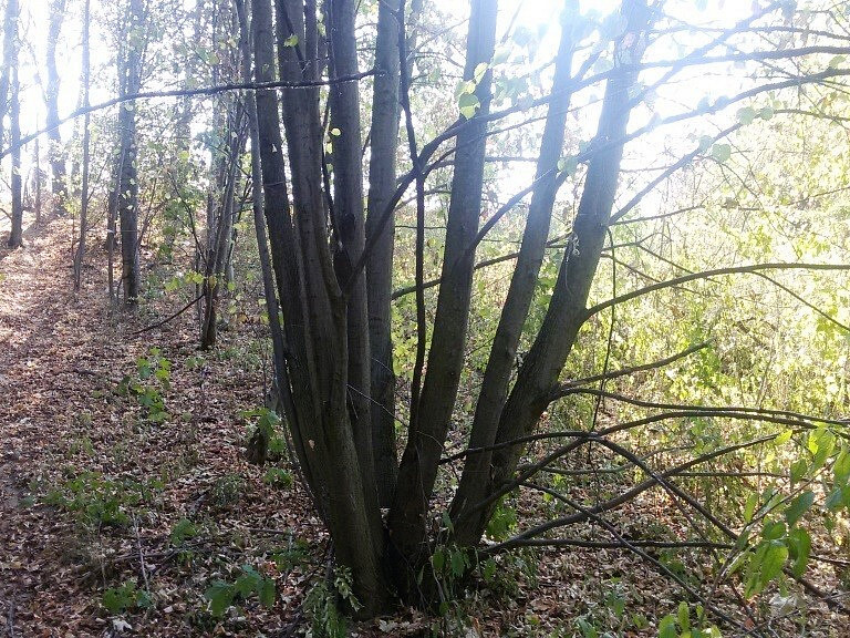 Pozemek o velikosti 1510m², Slezská Ostrava - View 3