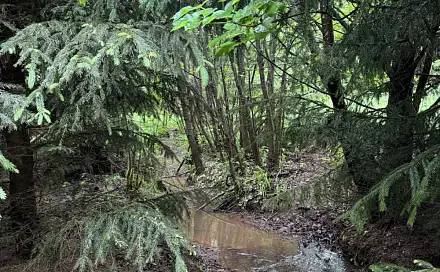 Prodej lesa 2 784 m², Stružinec - Verneřice