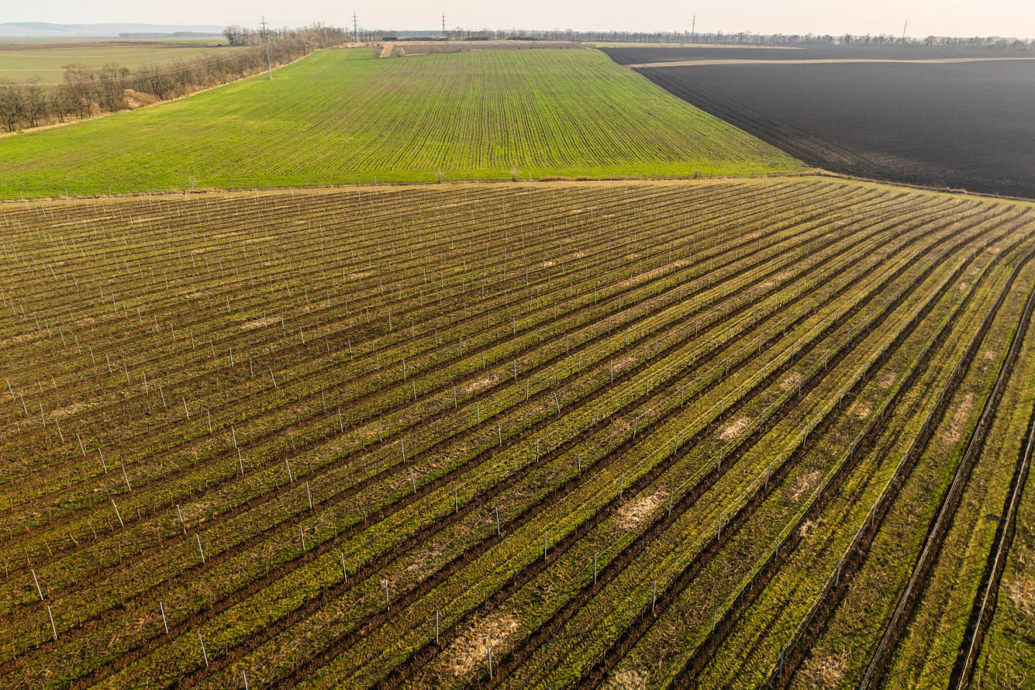 Prodej pole 243 931 m² – fotografie 4