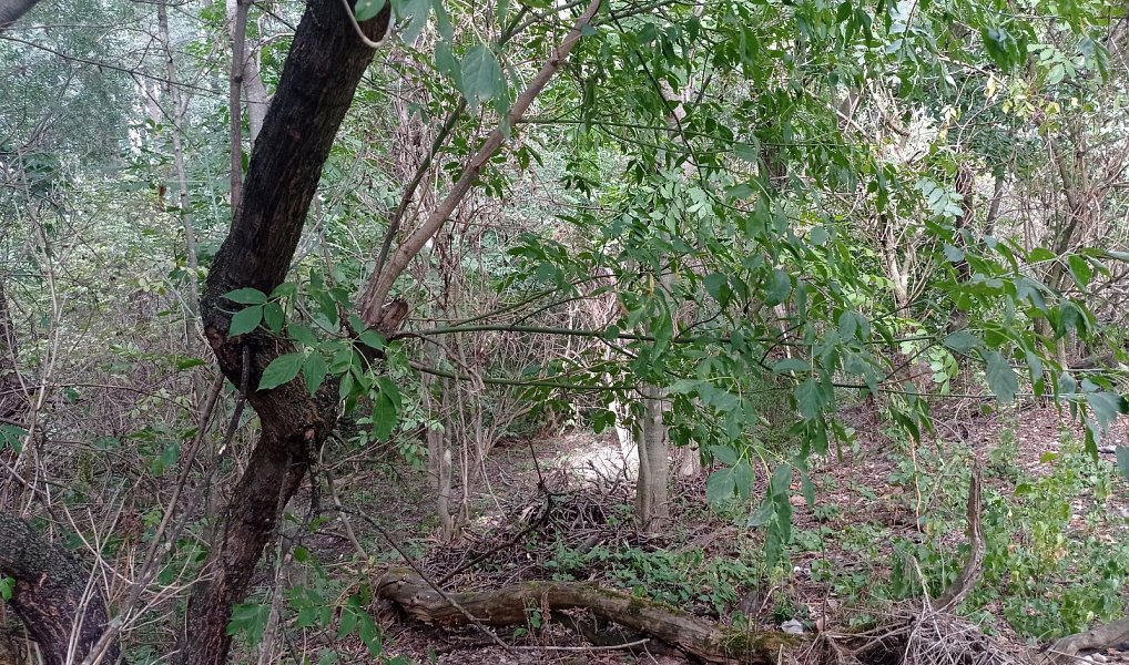 Prodej pozemku 6 724 m², Brod nad Dyjí – náhled fotky 6