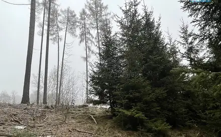 Prodej lesa 30 934 m², Ratibořské Hory - Vřesce, okres Tábor