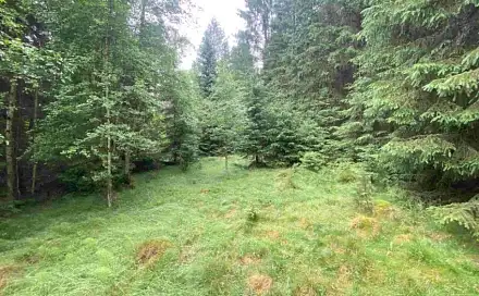 Dražba louky 10 460 m², Krásná