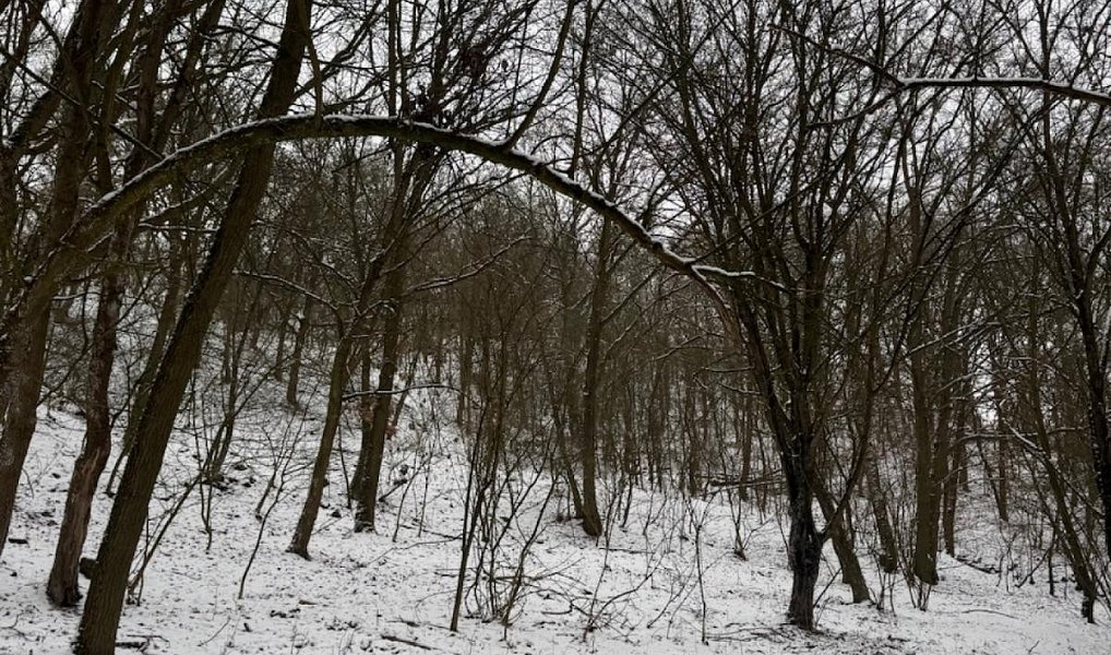 Prodej lesa 20 326 m², Chotiměř – náhled fotky 3