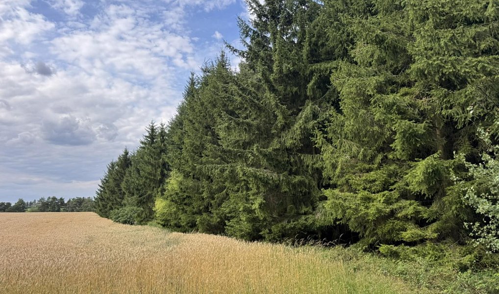 Prodej lesa 61 114 m², Dolní Podluží – náhled fotky 8