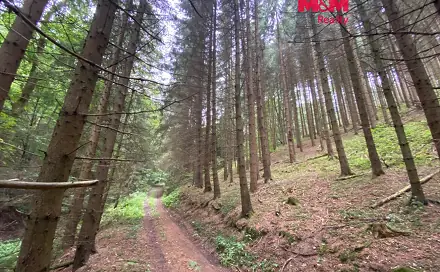 Prodej lesa 11 485 m², Strážná, okres Ústí nad Orlicí