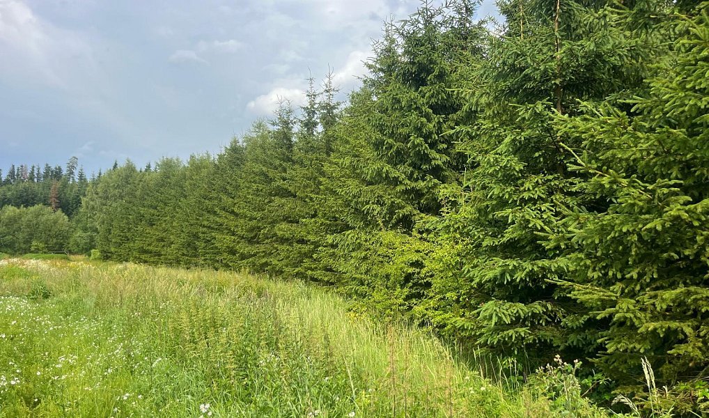 Prodej lesa 15 237 m², Stařeč – náhled fotky 4