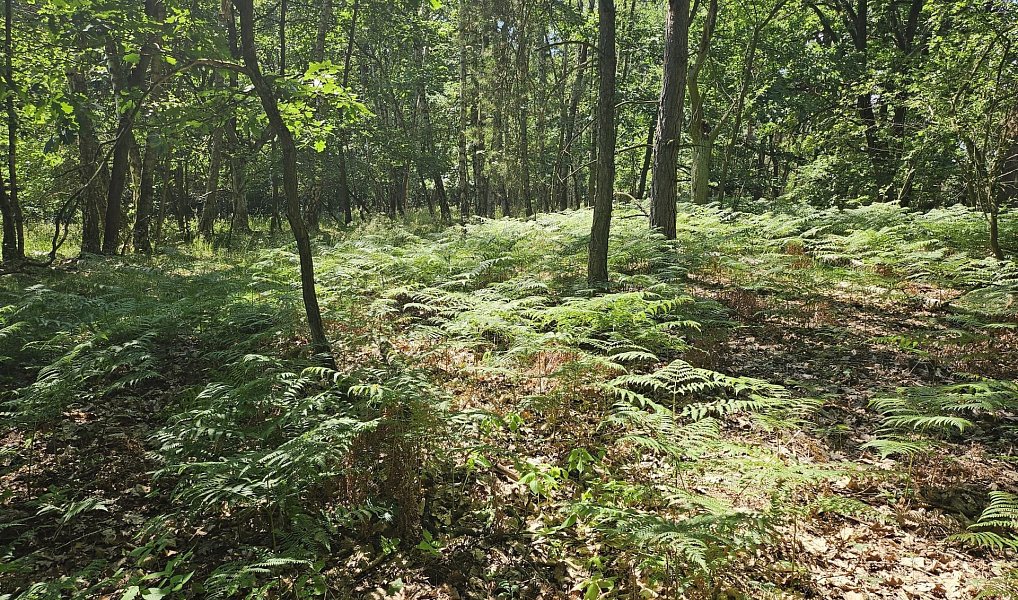 Prodej louky 3 244 m², Boseň – náhled fotky 7