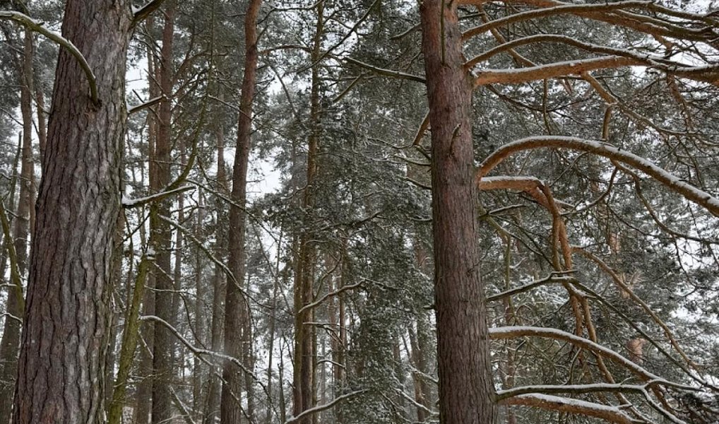 Prodej lesa 2 590 m², Nýřany – náhled fotky 5