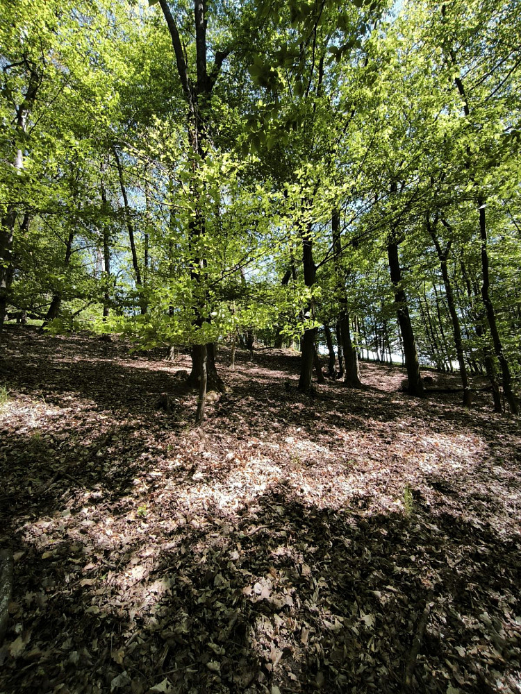Prodej lesa 1 410 m²