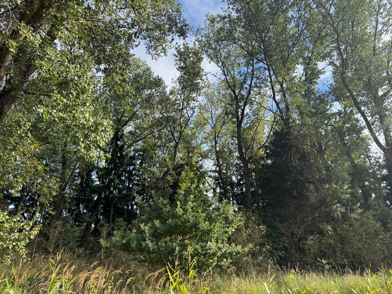 Prodej lesa 2 049 m² — photo 2