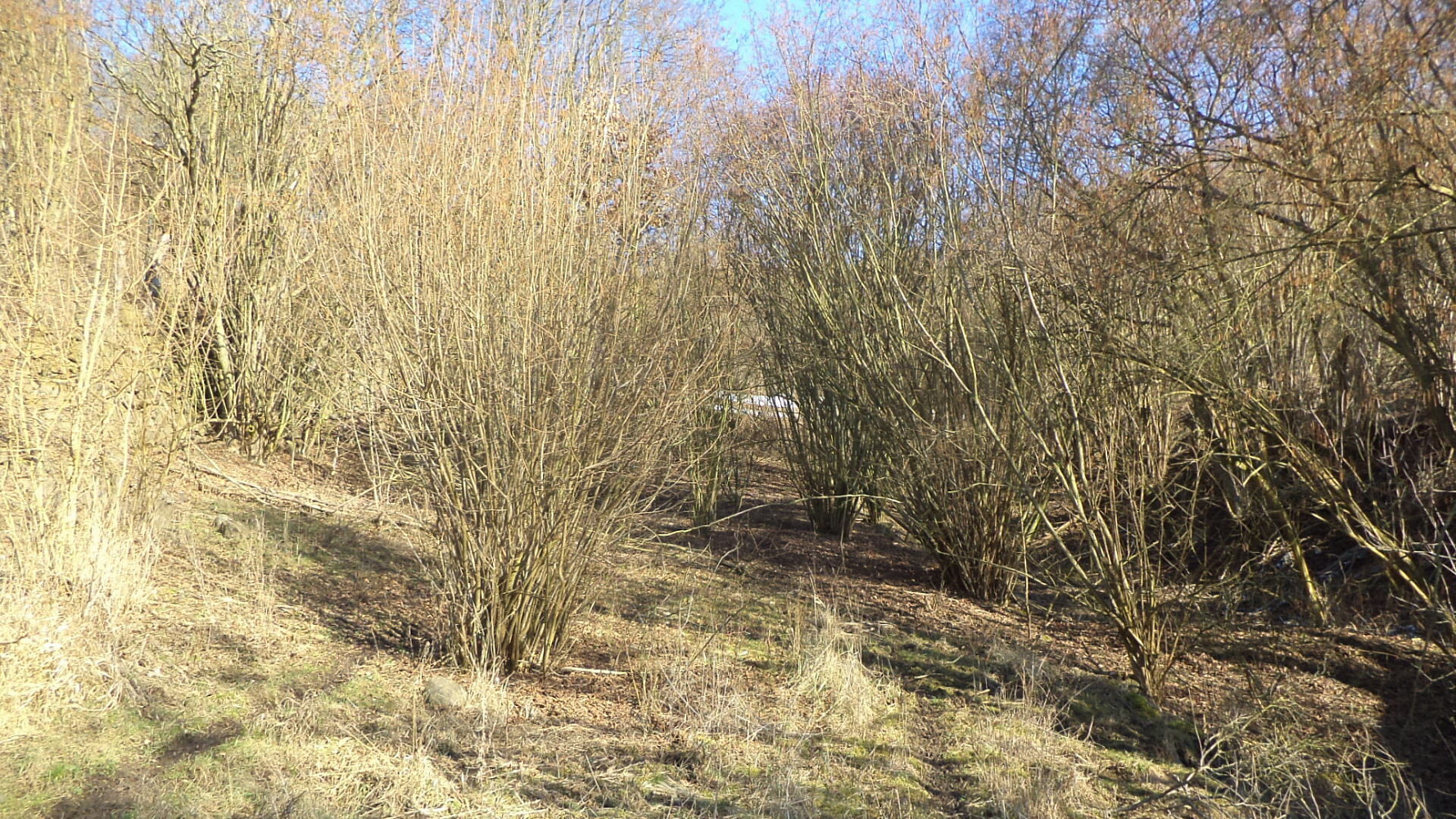 Prodej zahrady 1 100 m² – pohled 2