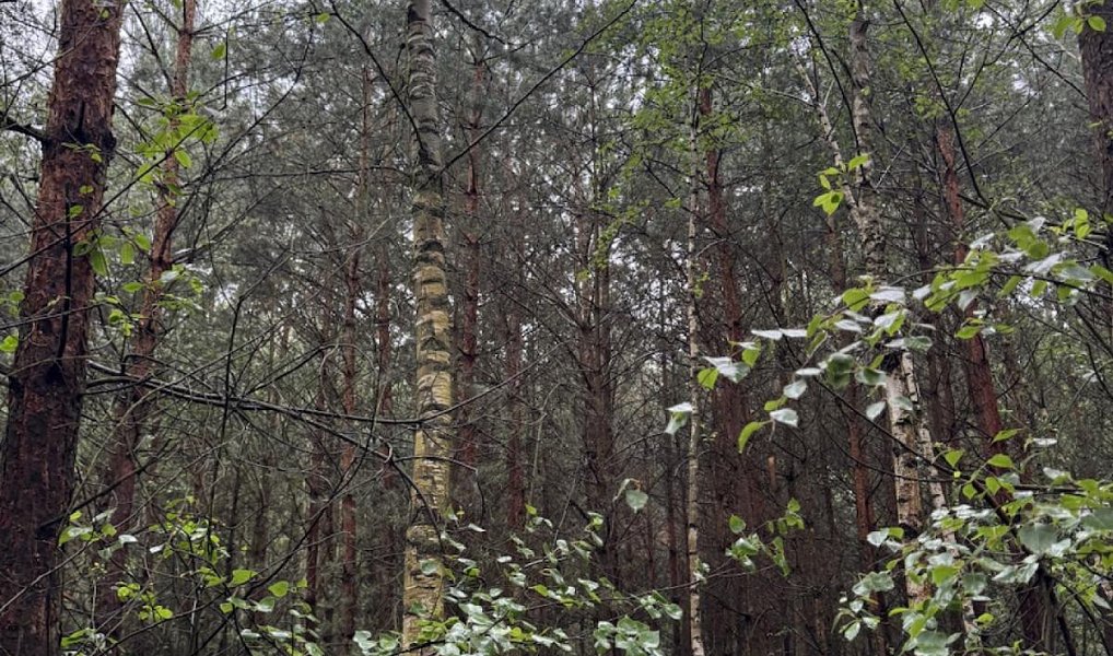 Prodej lesa 10 225 m², Dobříč – náhled fotky 7