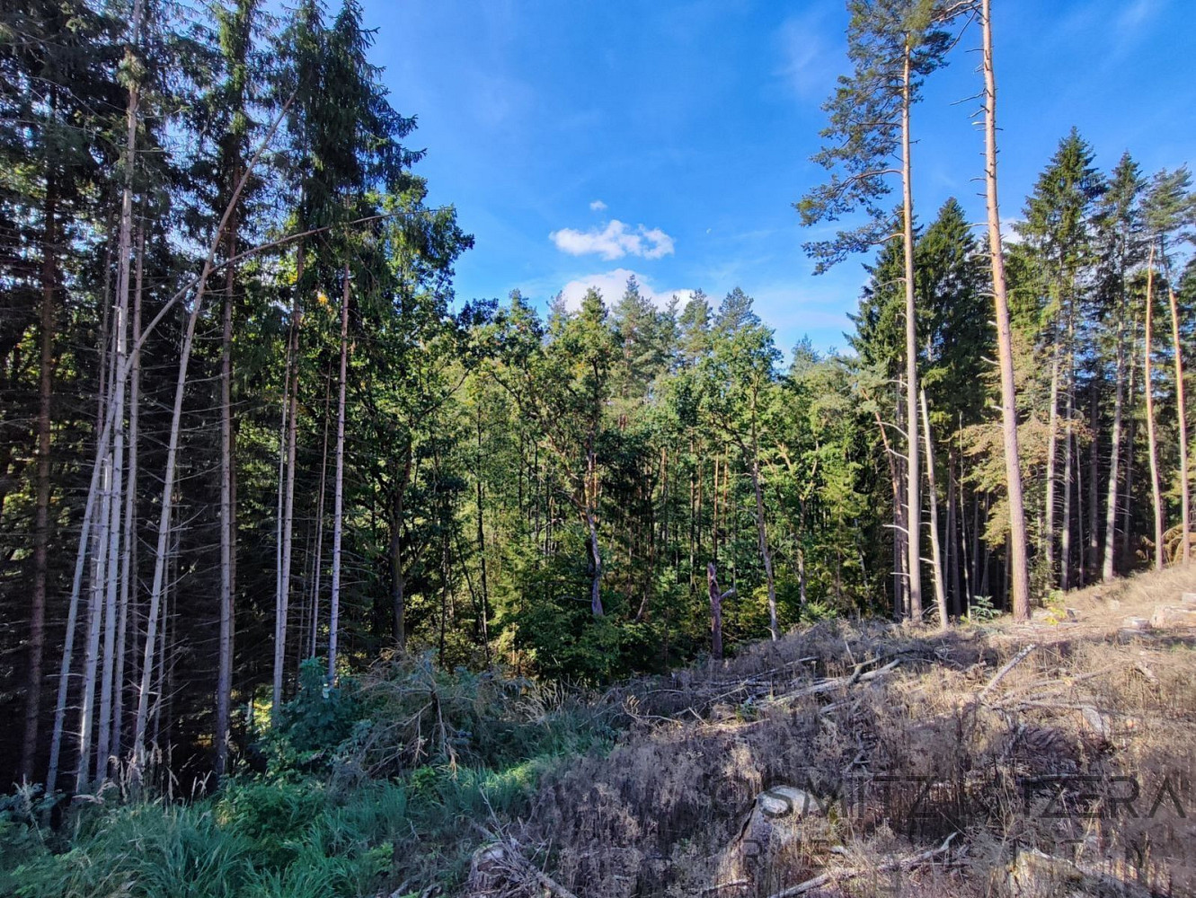 Prodej lesa 233 155 m²