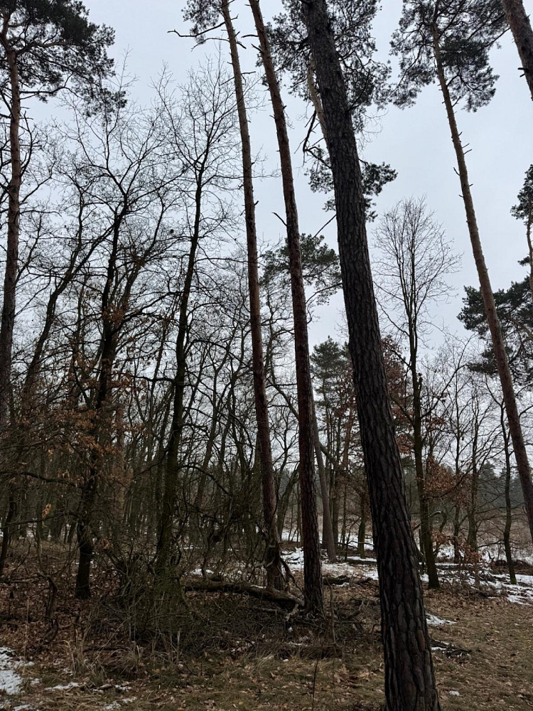 Prodej lesa 892 m² – fotografie 5