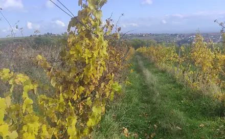 Prodej pole 4 846 m², Ořechov, okres Brno-venkov