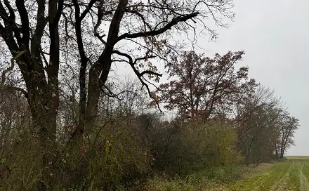 Prodej lesa 3 833 m², Boreč - Drnovice