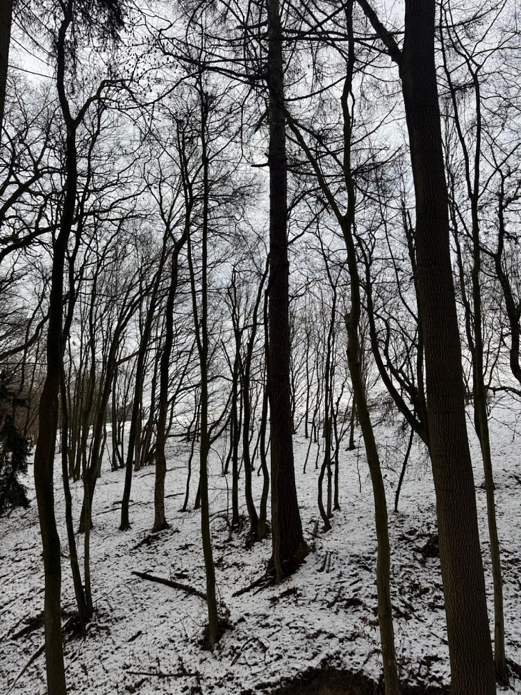 Prodej lesa 1 783 m²